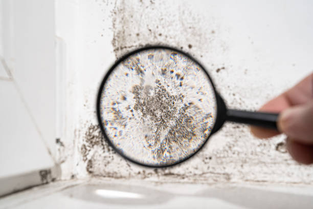 Reliable Grenelefe, FL Mold Prevention & Removal  Solutions